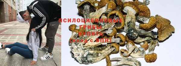 шишки Абаза