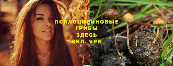 шишки Абаза